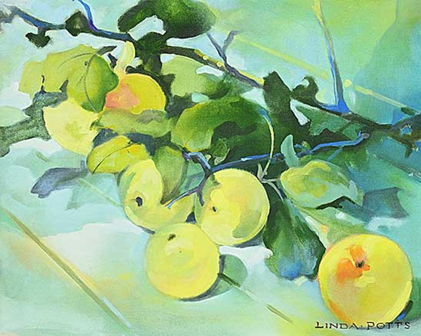 Linda Potts - Small Westport Apples