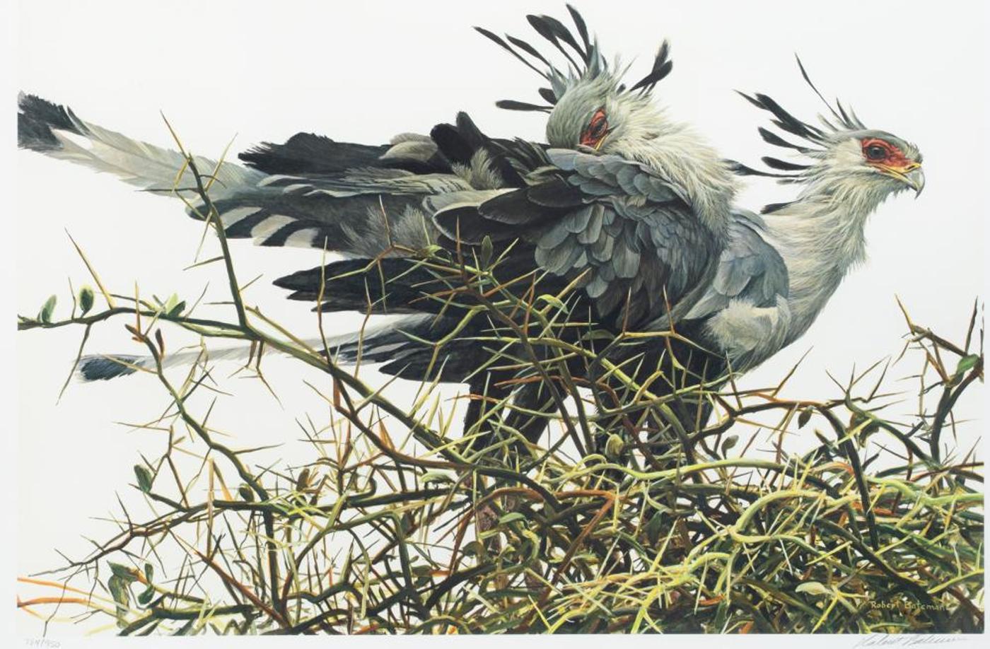 Robert Mclellan Bateman (1930-1922) - At the Nest - Secretary Birds