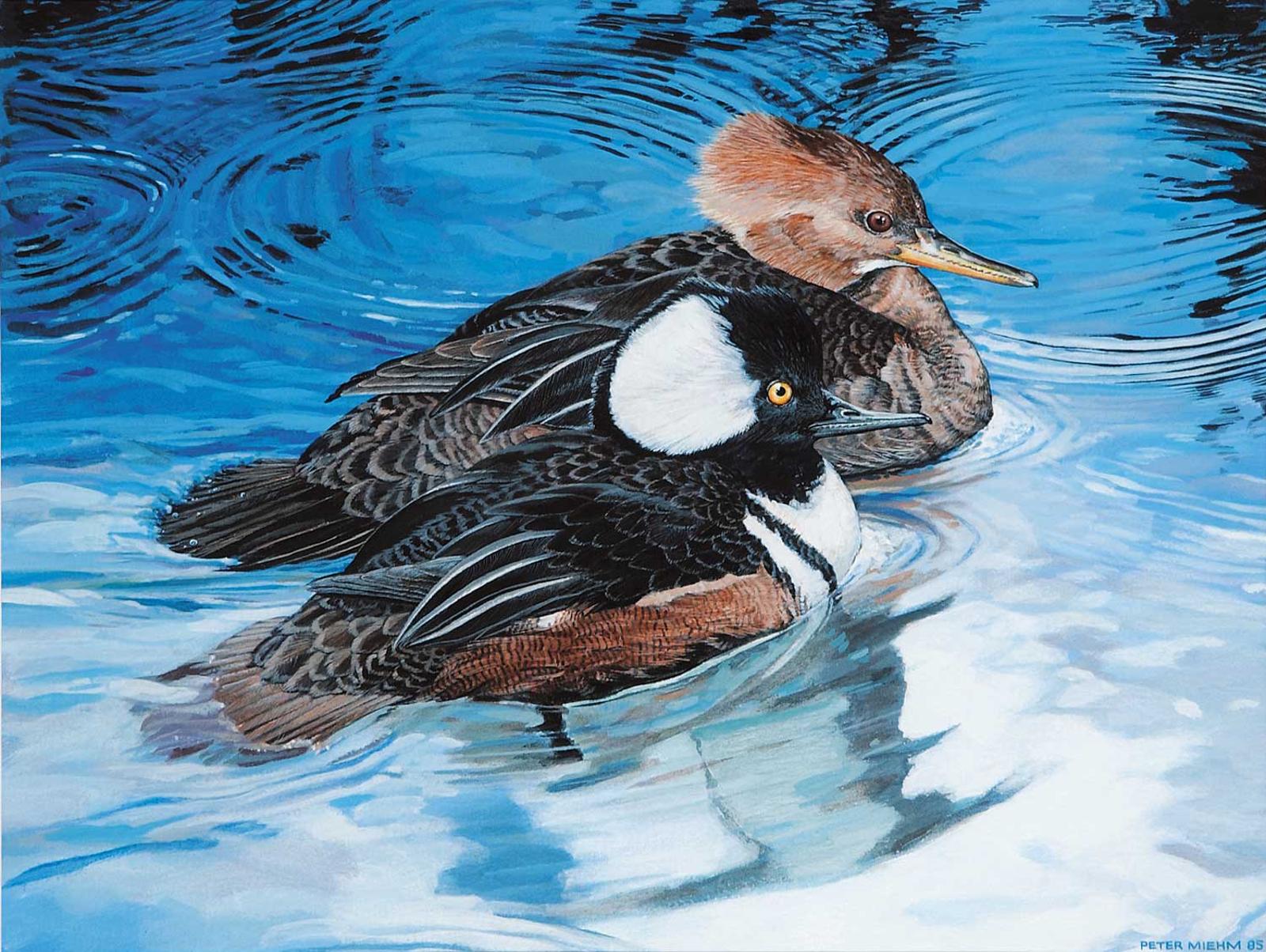 Peter Miehm - Ruddy Mergansers