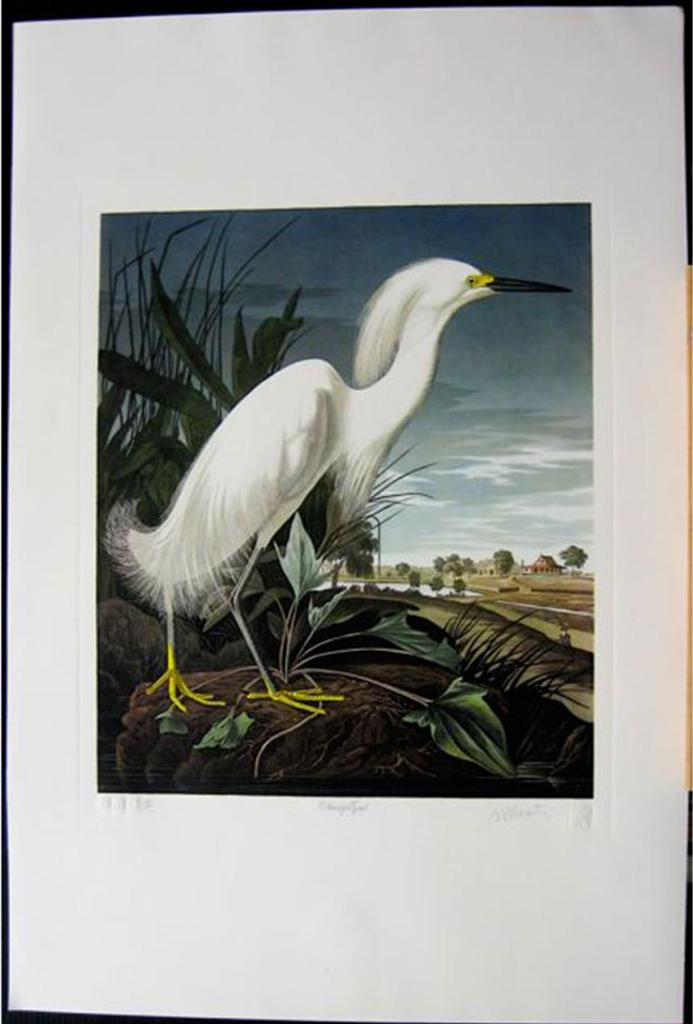 Murphy Bernard Loates (1945) - Snowy Egret; Carolina Parakeet; Common Grackle; Screech Owl; Double-Crested Cormorant