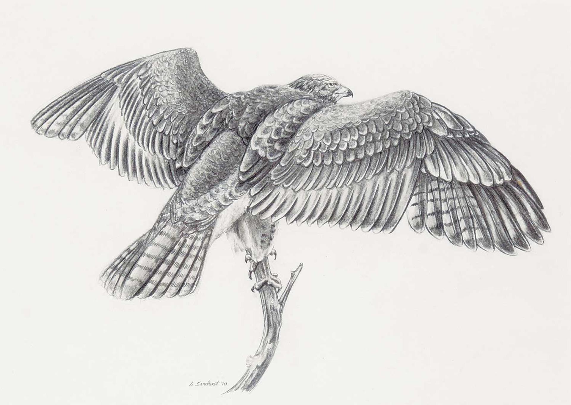 Geoff Sandhurst - Untitled - Bird of Prey