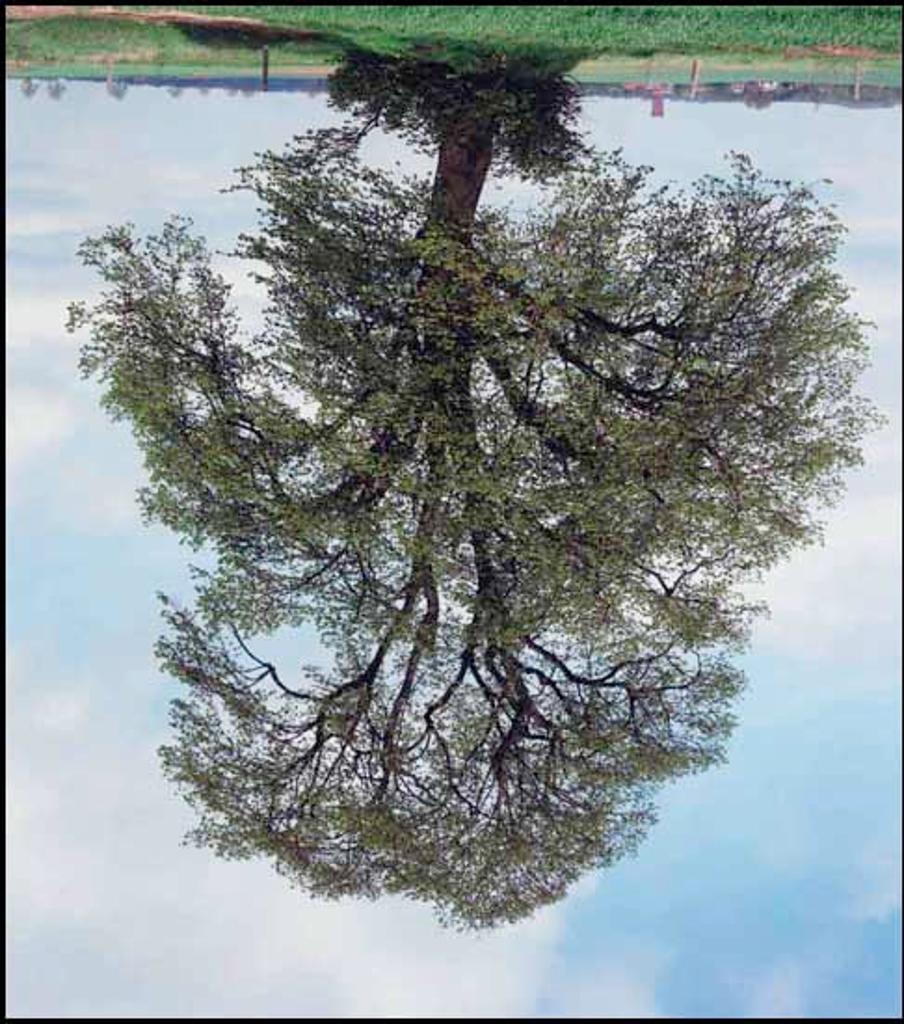 Rodney Graham (1949-2022) - Napoleon Tree