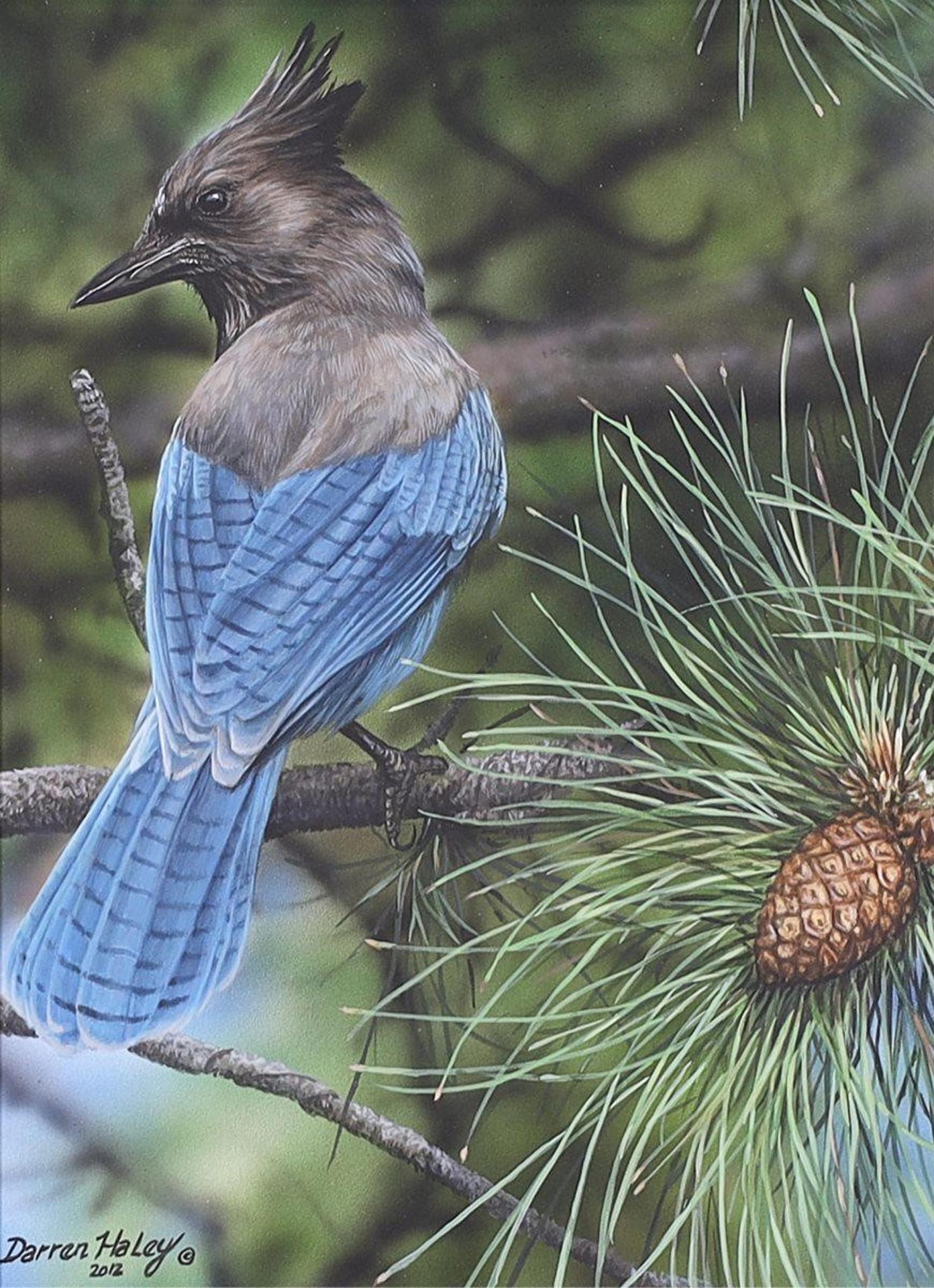 Darren Haley (1960) - Stellers Jay; 2012