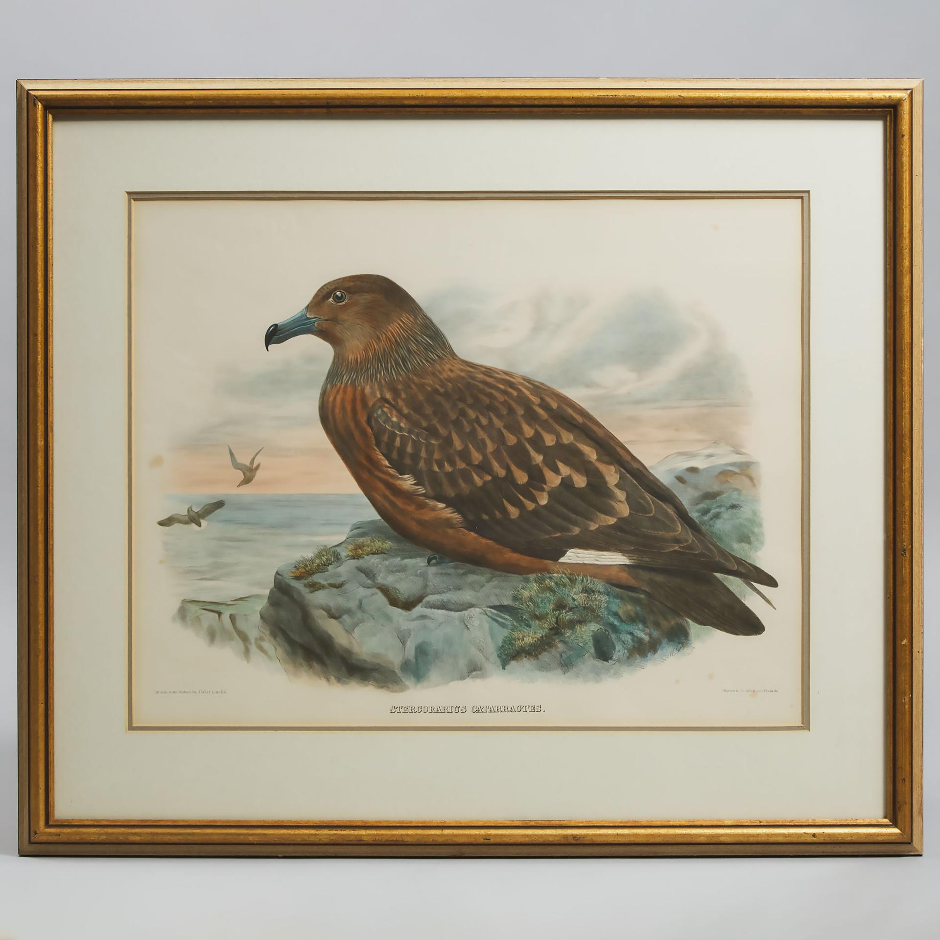 Ornithological Print - Stercorarius Catarractes