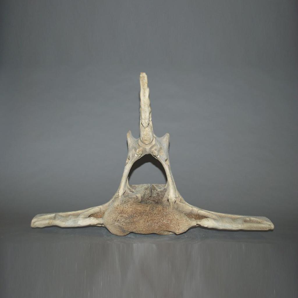 Davidee Piungituq (1930) - Animal Vertebrae