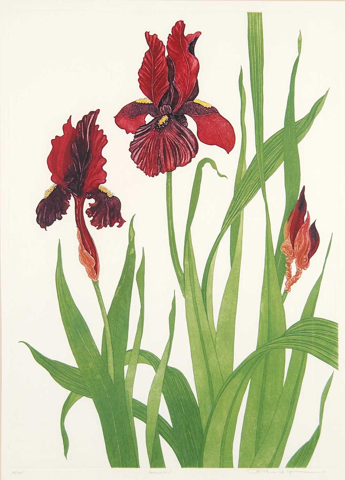 Arnold Iger - German Iris  #68/185