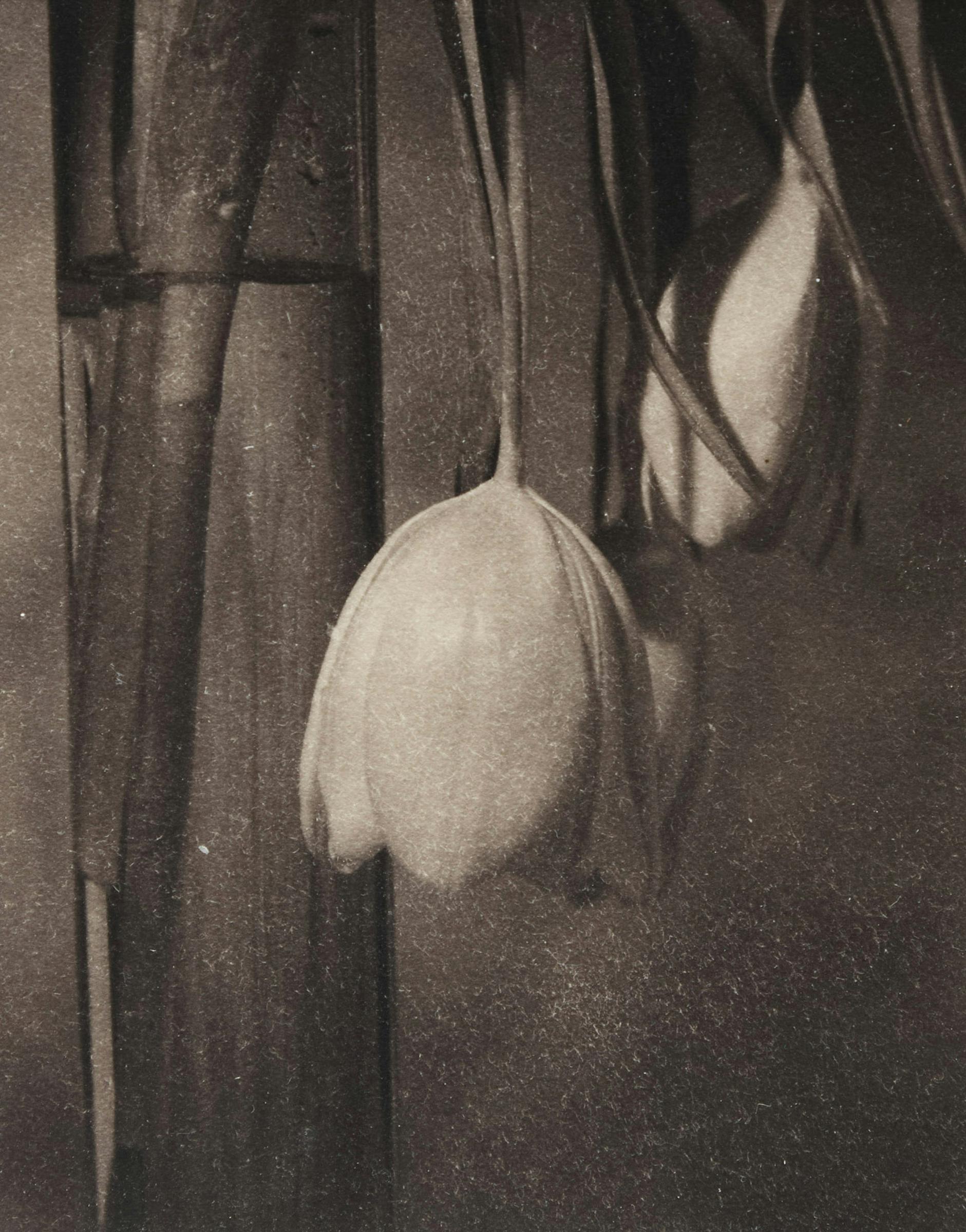Steven Jack - Still Life