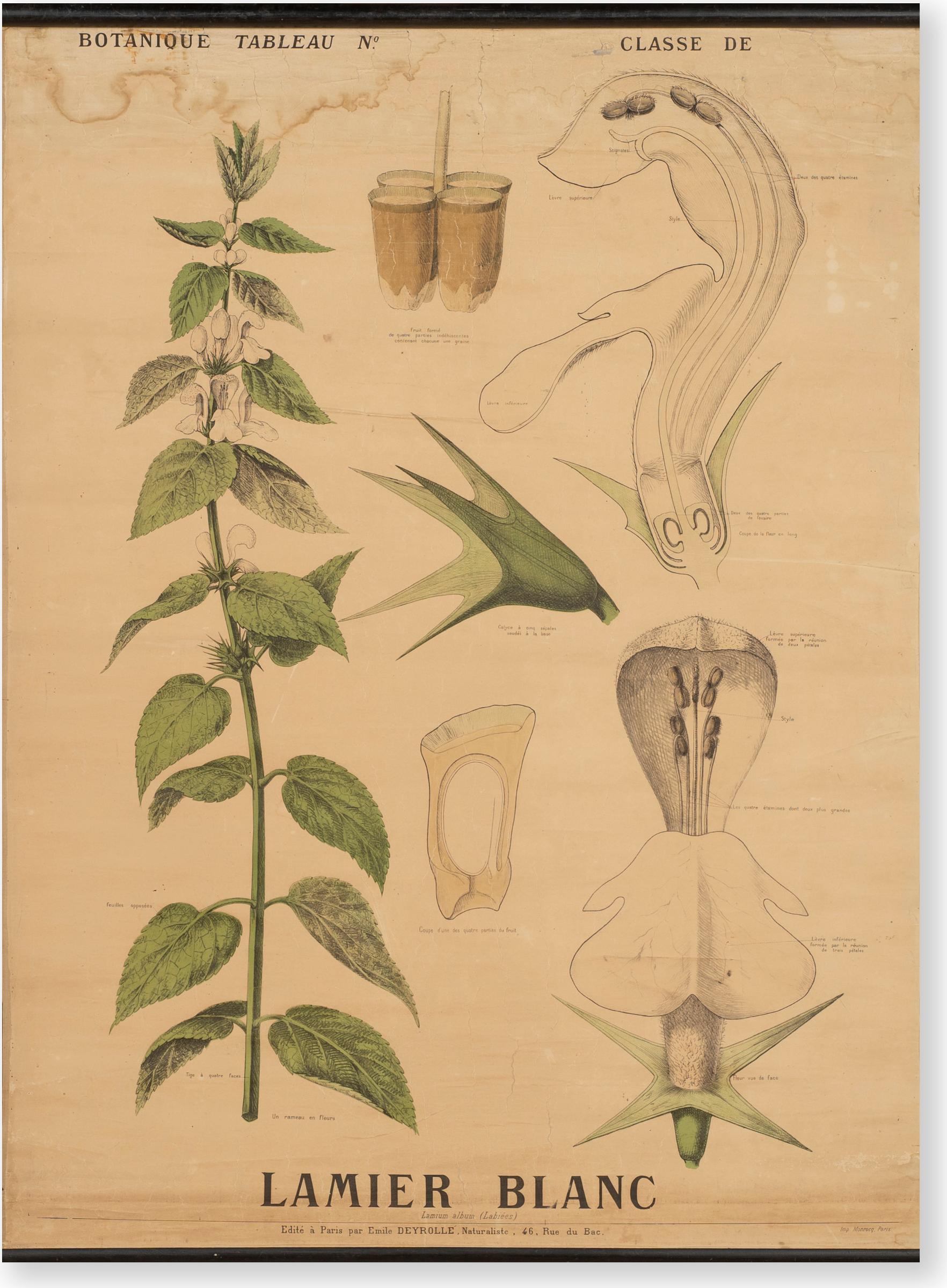 Emile Deyrolle - Antique Deyrolle Illustrated Wall Chart 