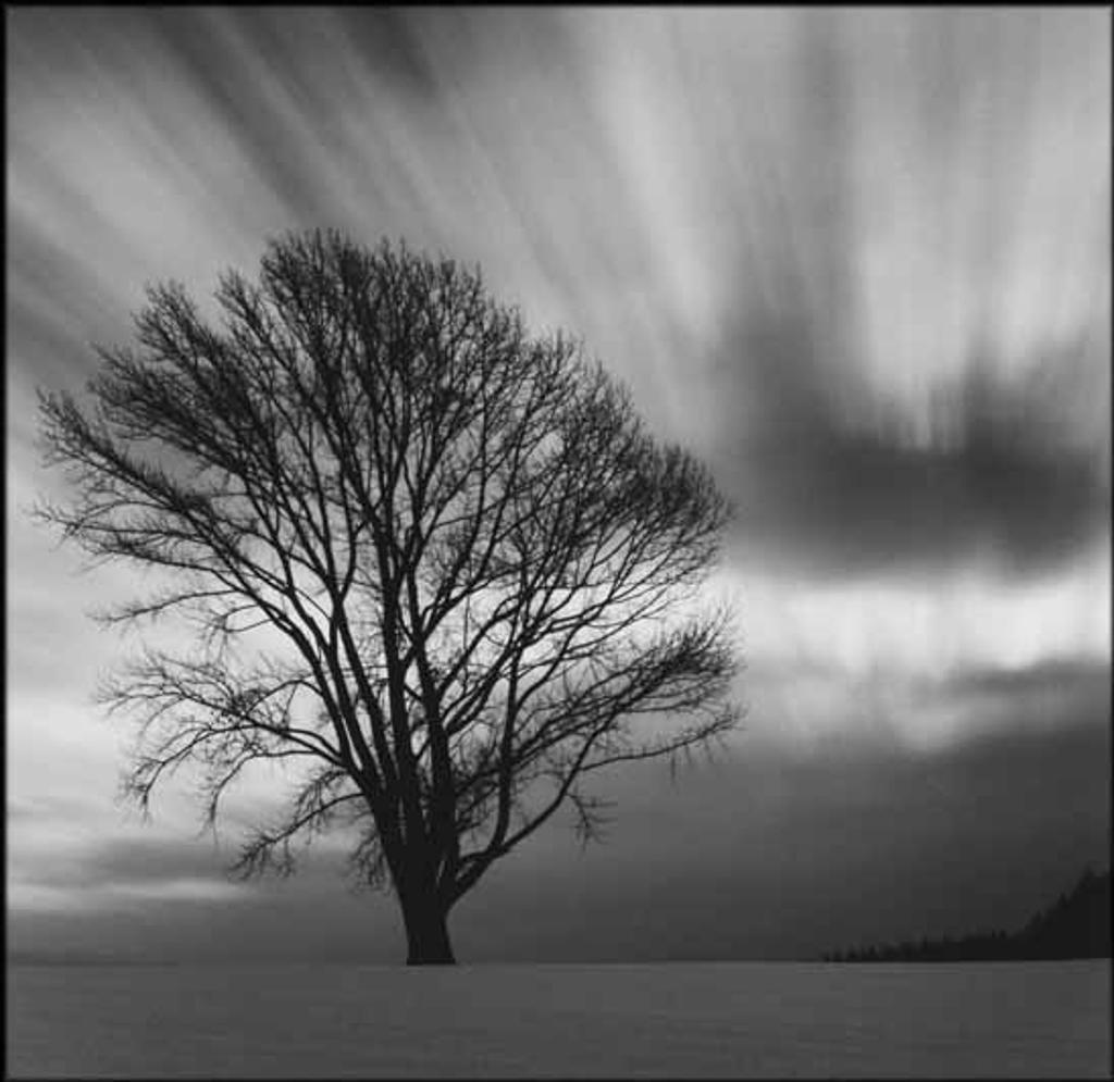 Michael Kenna (1953) - Philosopher's Tree, Study 3, Biel, Hokkaido