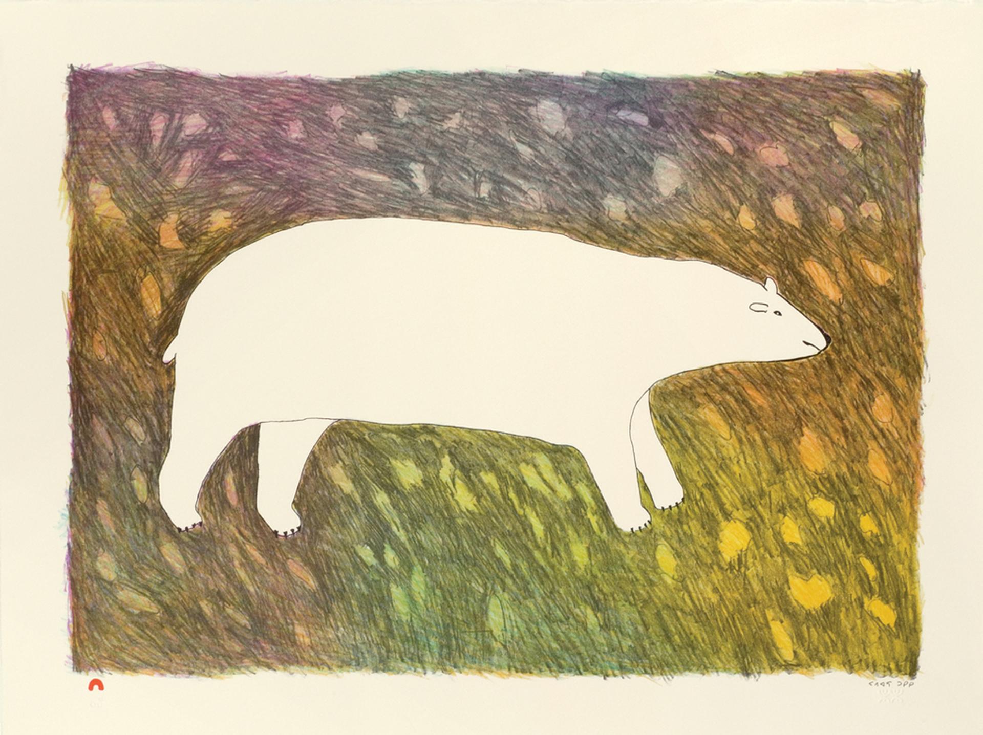 Papiara Tukiki (1942) - Tundra Bear, 2012