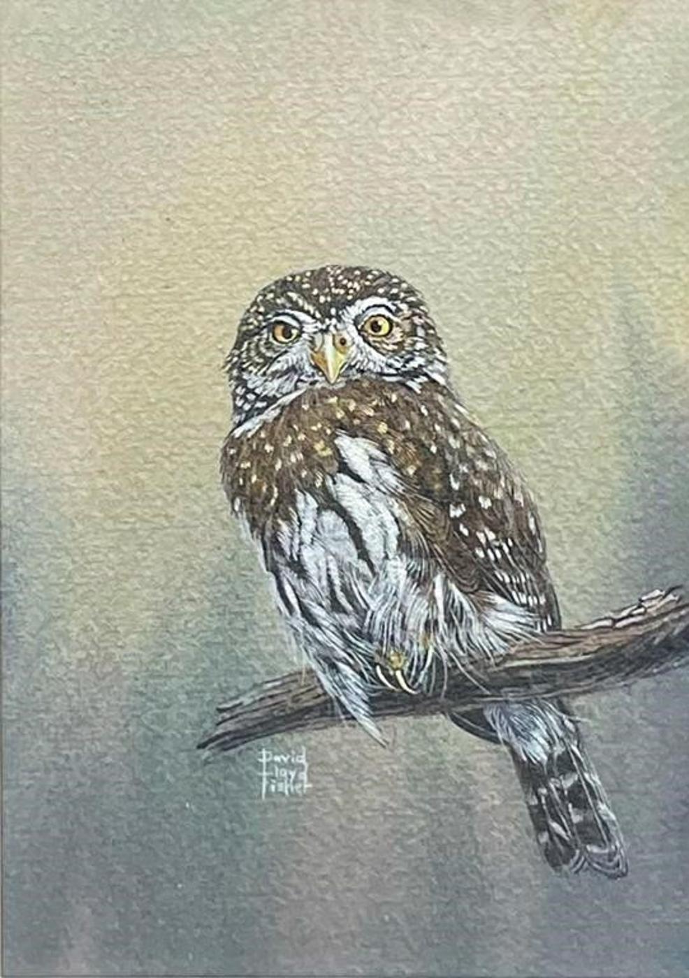 David Lloyd Fisher (1935-2015) - Untitled (Owl)