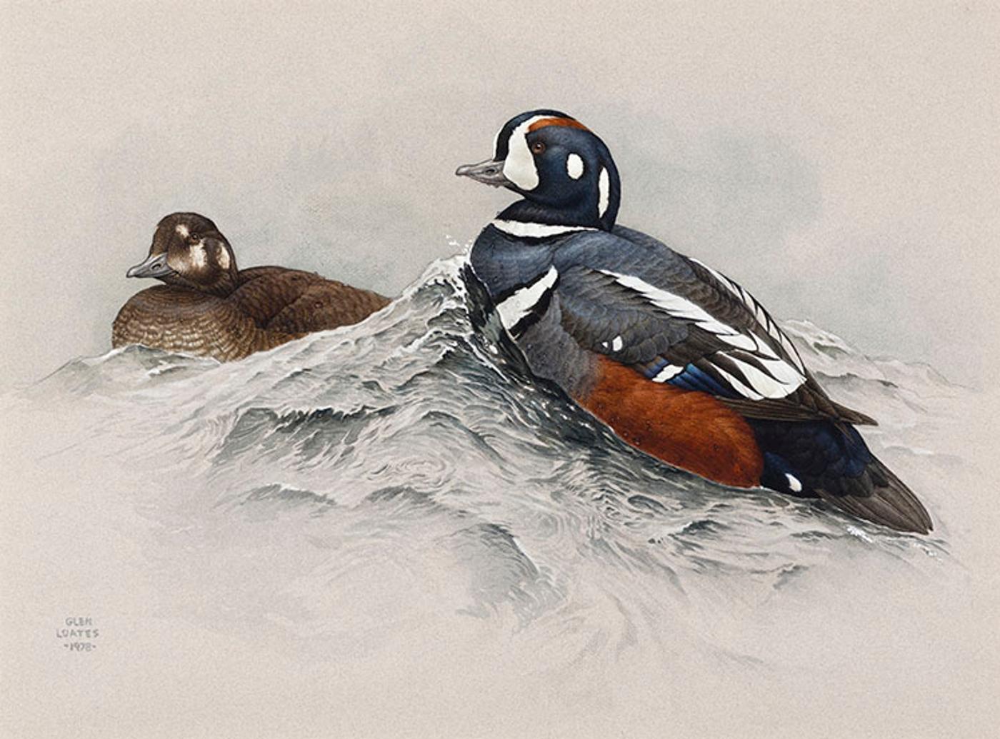 Martin Glen Loates (1945) - Harlequin Ducks