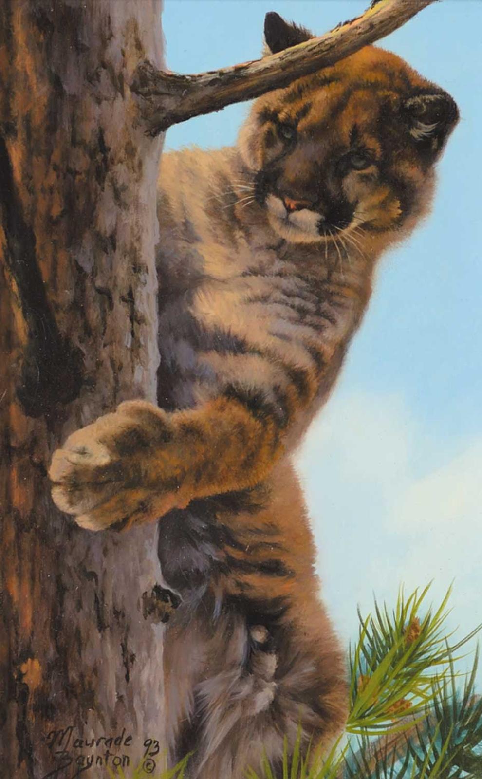 Maurade Baynton (1954) - Untitled - Cougar