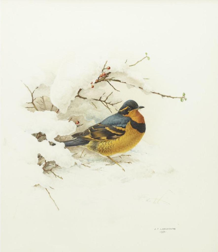 James Fenwick Lansdowne (1937-2008) - The Varied Thrush