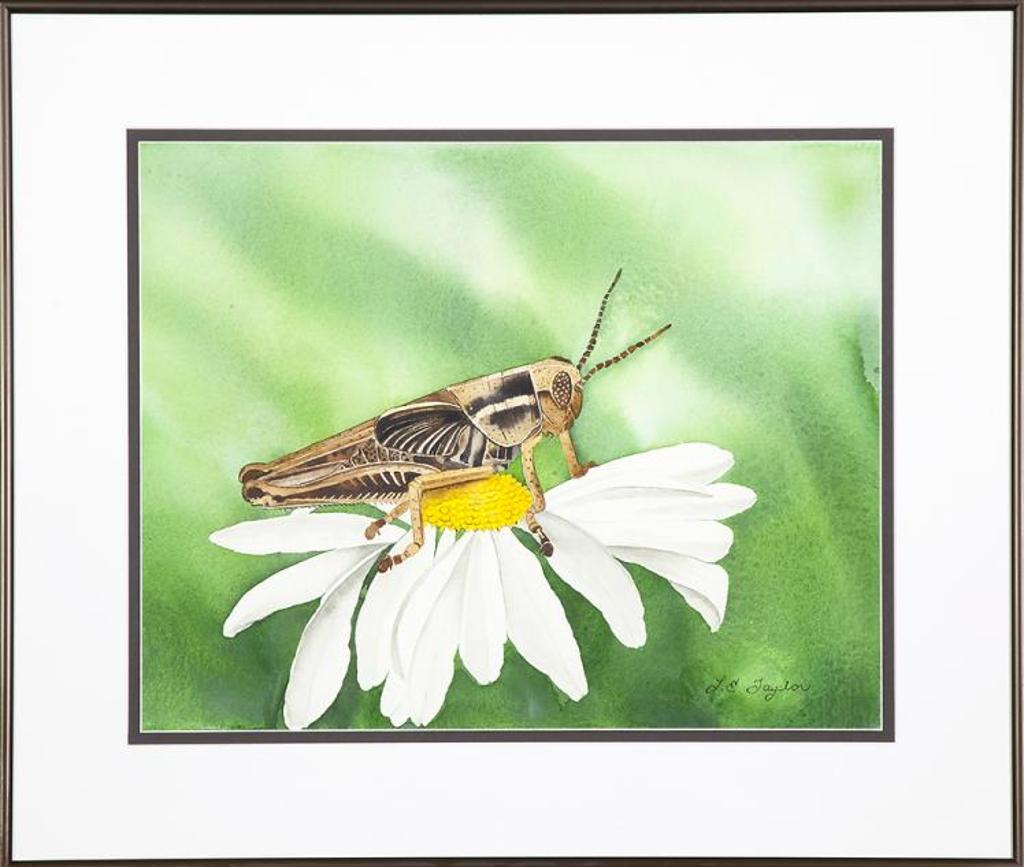Lynn E. Taylor - Untitled - Grasshopper