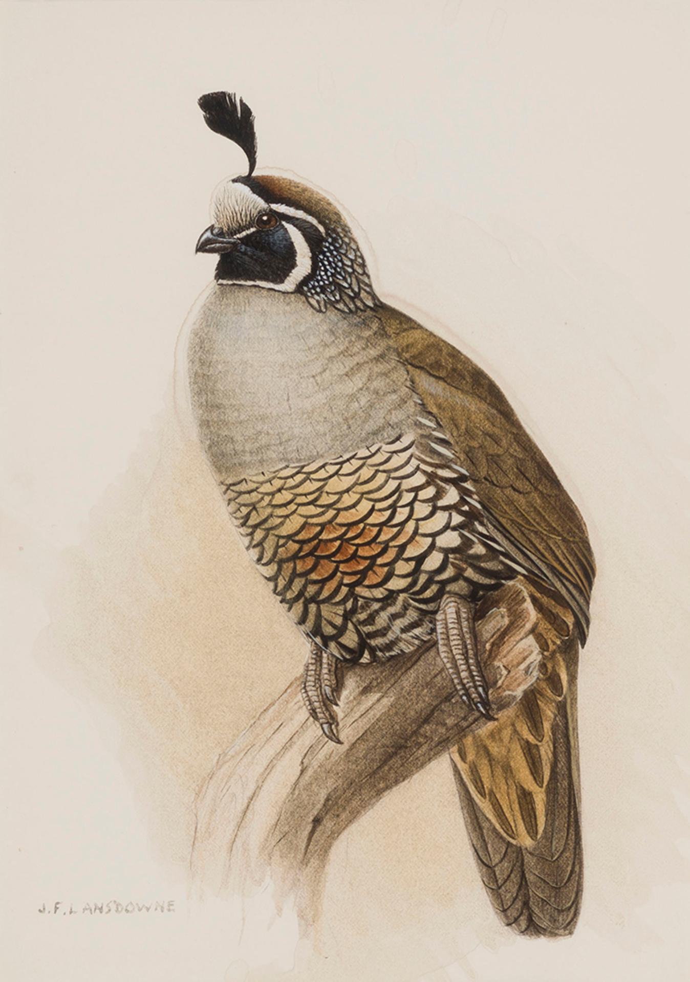 James Fenwick Lansdowne (1937-2008) - Quail