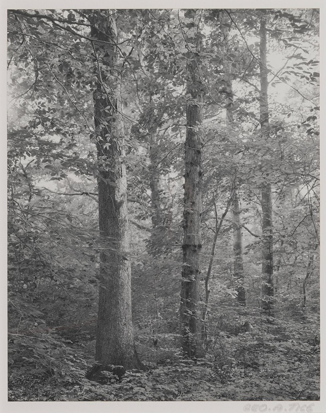 George A. Tice (1938) - Herrontown Woods (Princeton N.J.)