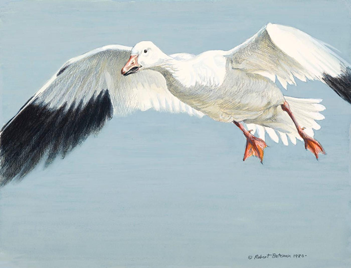 Robert Mclellan Bateman (1930-1922) - Snow Goose