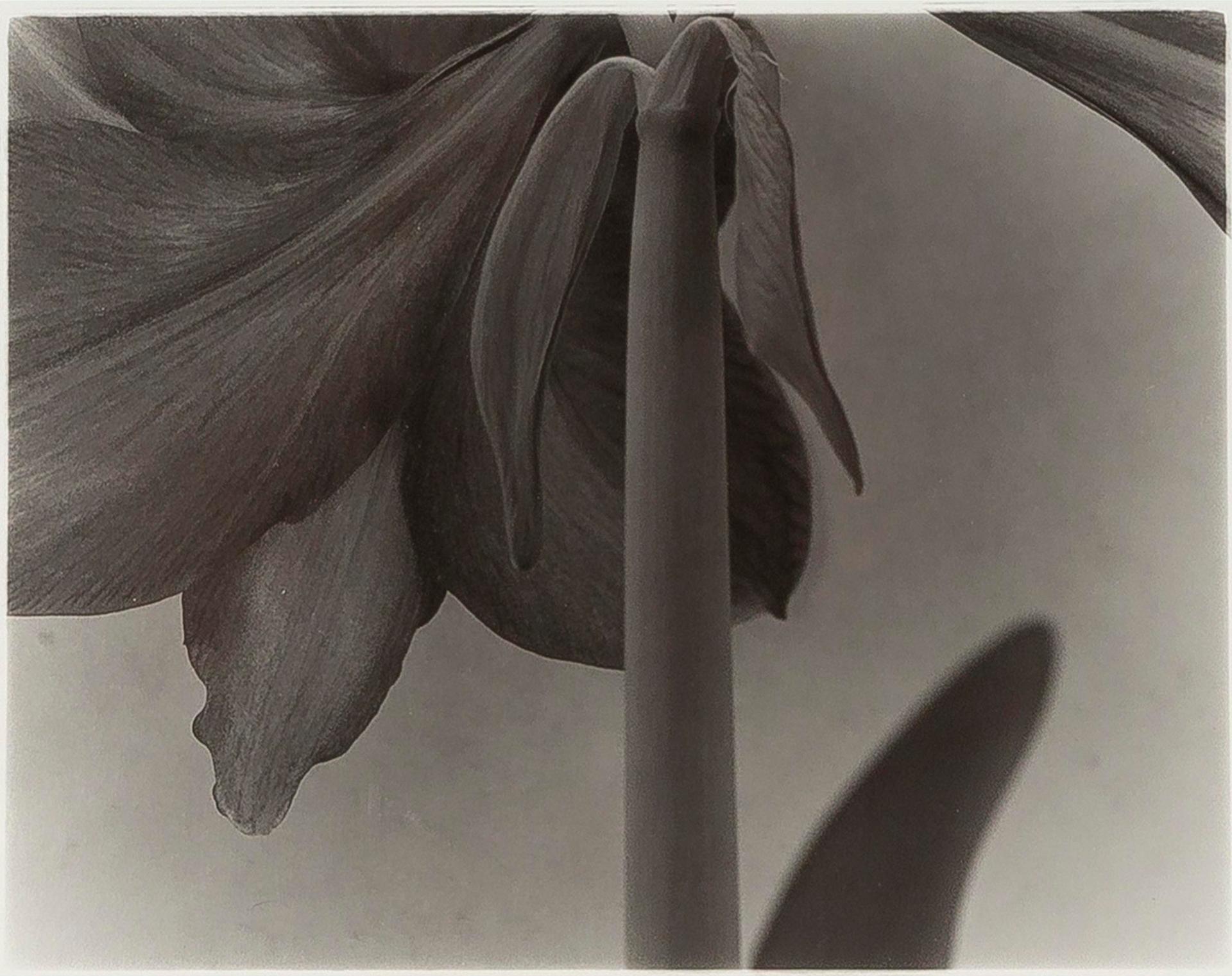 Carol Marino (1943) - Grey Flowers, 1988