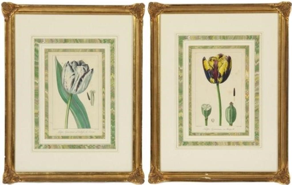 Pancrace Bessa (1772-1846) - A pair of copperplate engravings of tulips with hand colouring