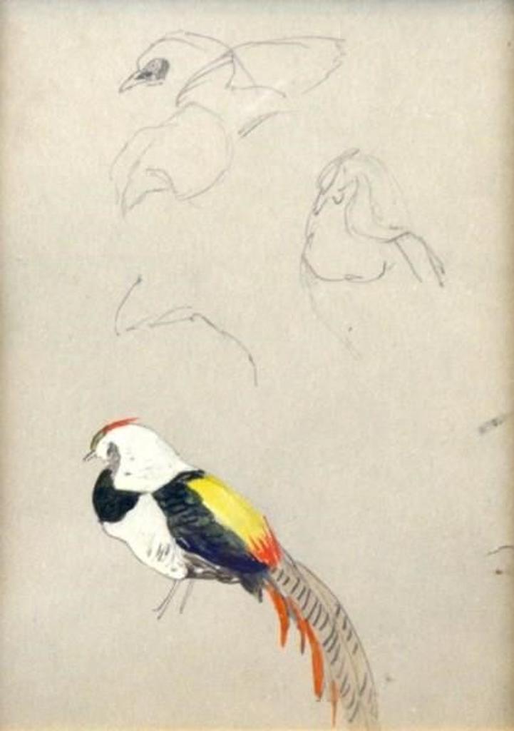 Horatio Walker (1858-1938) - Study of a bird