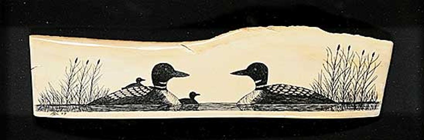 David Goldsmith - Canadian Loon Family