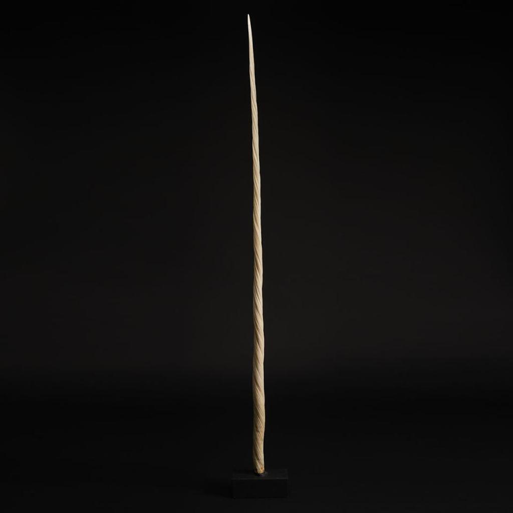 Narwhal Tusk - ivory