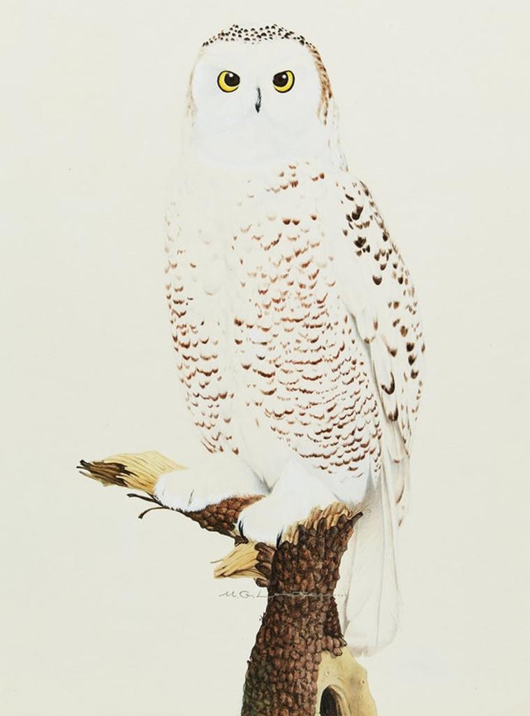 Martin Glen Loates (1945) - Snowy Owl