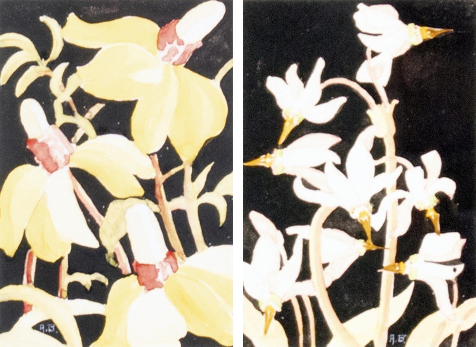 Annora Brown (1899-1987) - Cone Flower / Shooting Star (Canadian Wildflowers Miniature Series)