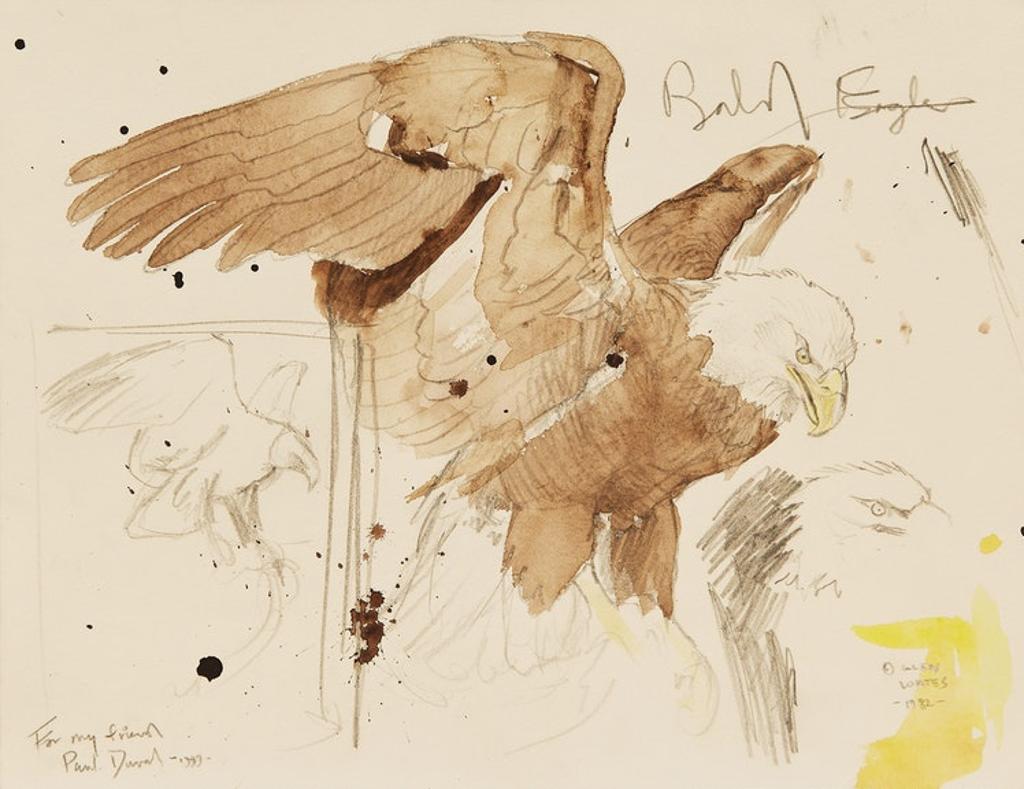 Martin Glen Loates (1945) - Bald Eagle (Study)