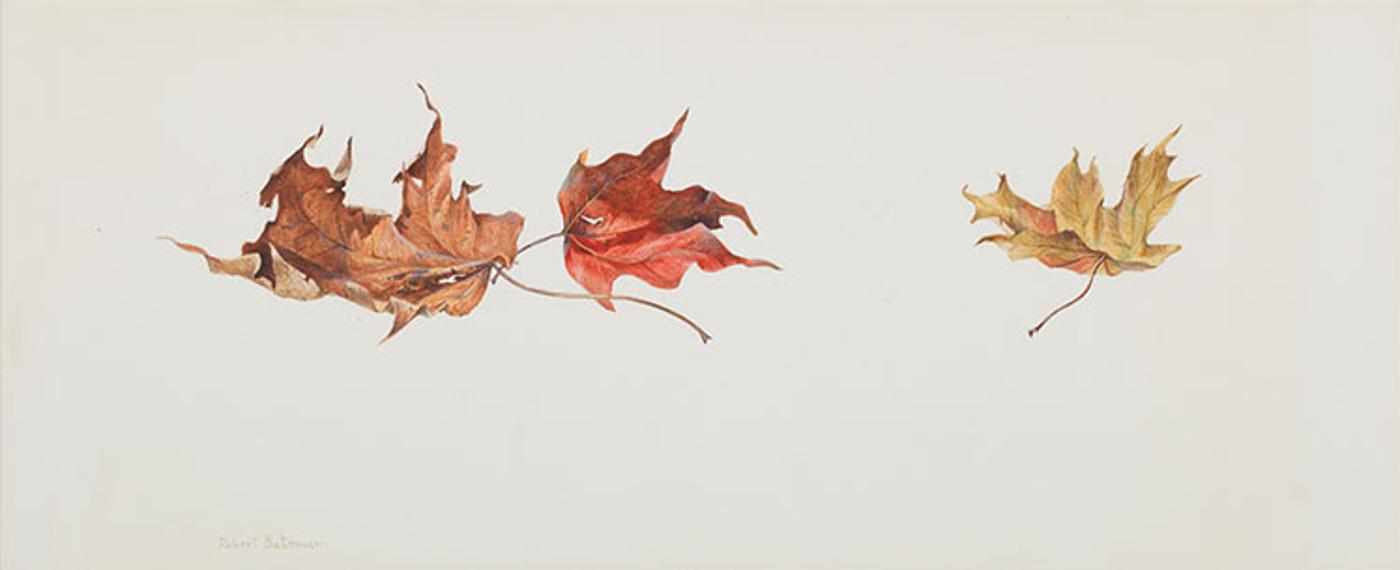 Robert Mclellan Bateman (1930-1922) - Three Maple Leaves