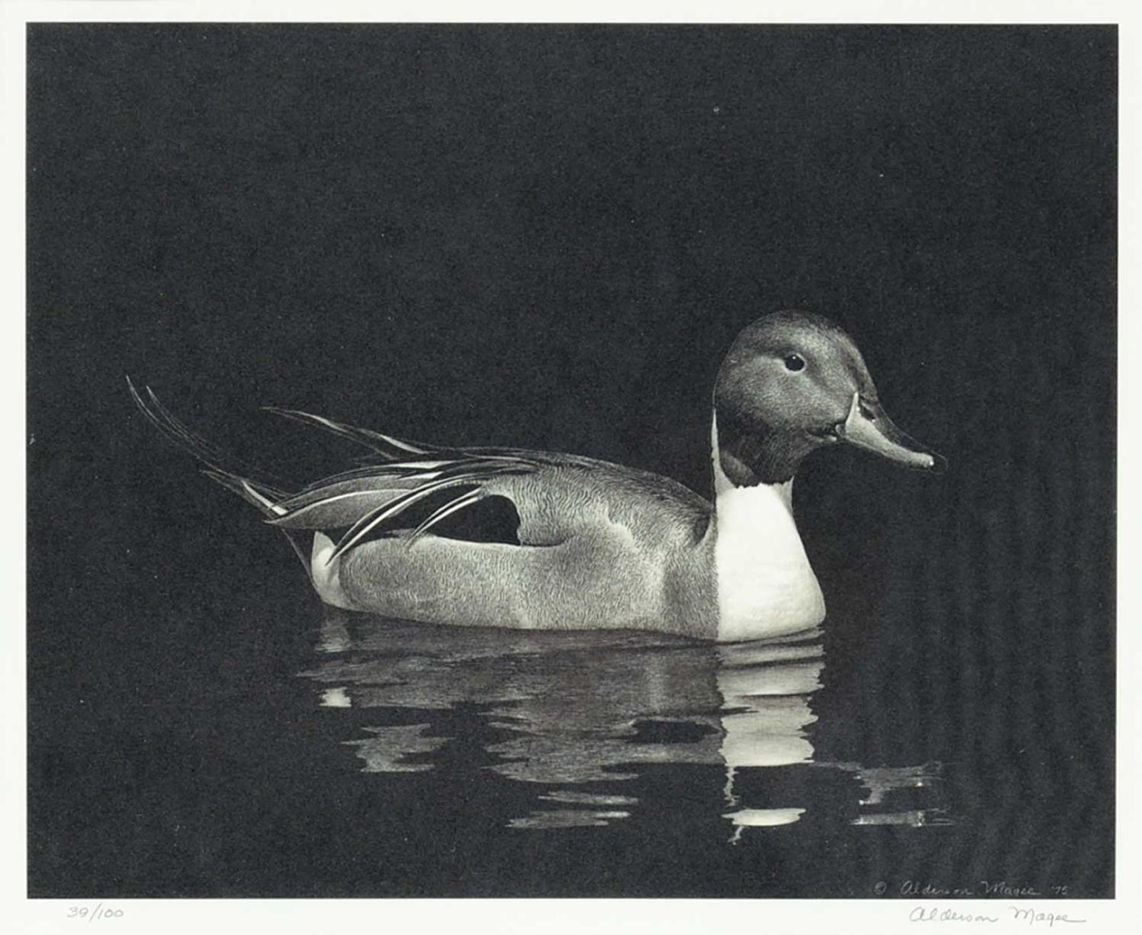 Alderson Magee - Untitled - Pintail  #39/100