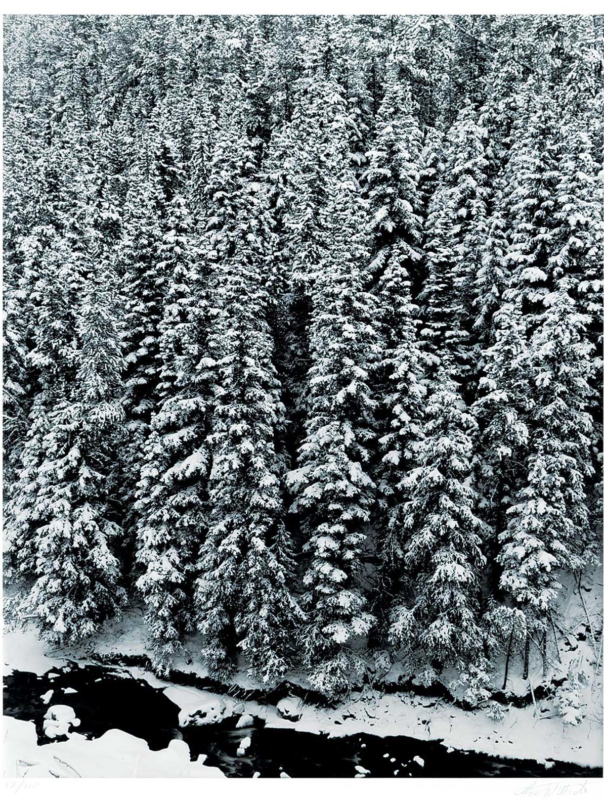 Tom Willock - Forest in Winter, Buchanan Ridge  #17/110