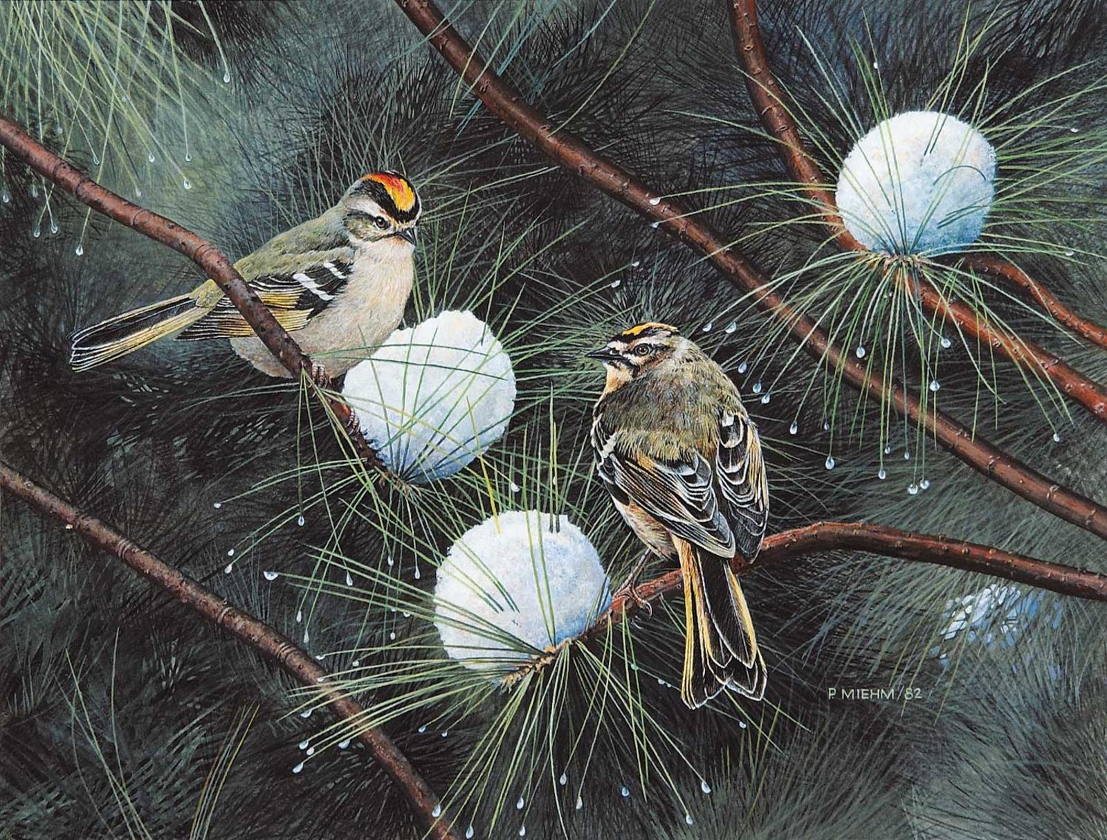 Peter Miehm - Gold Crowned Kinglet