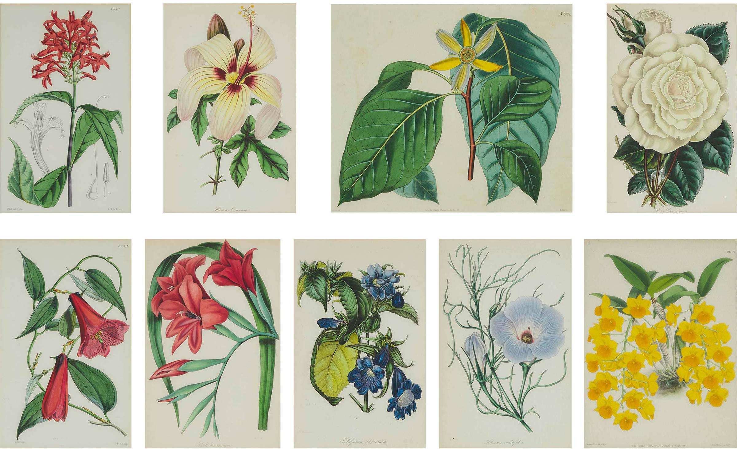 John Lindley - Nine Assorted Botanical Prints, 19th Century