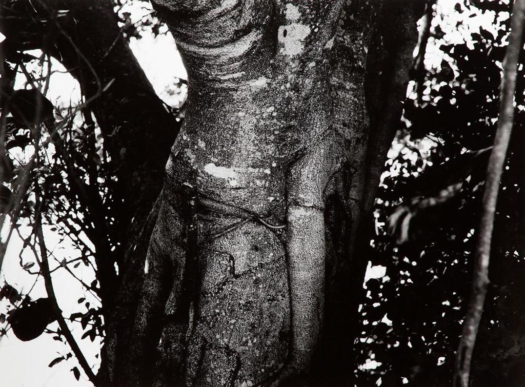 Pierre Charrier (1955) - Untitled - Tree SL 007