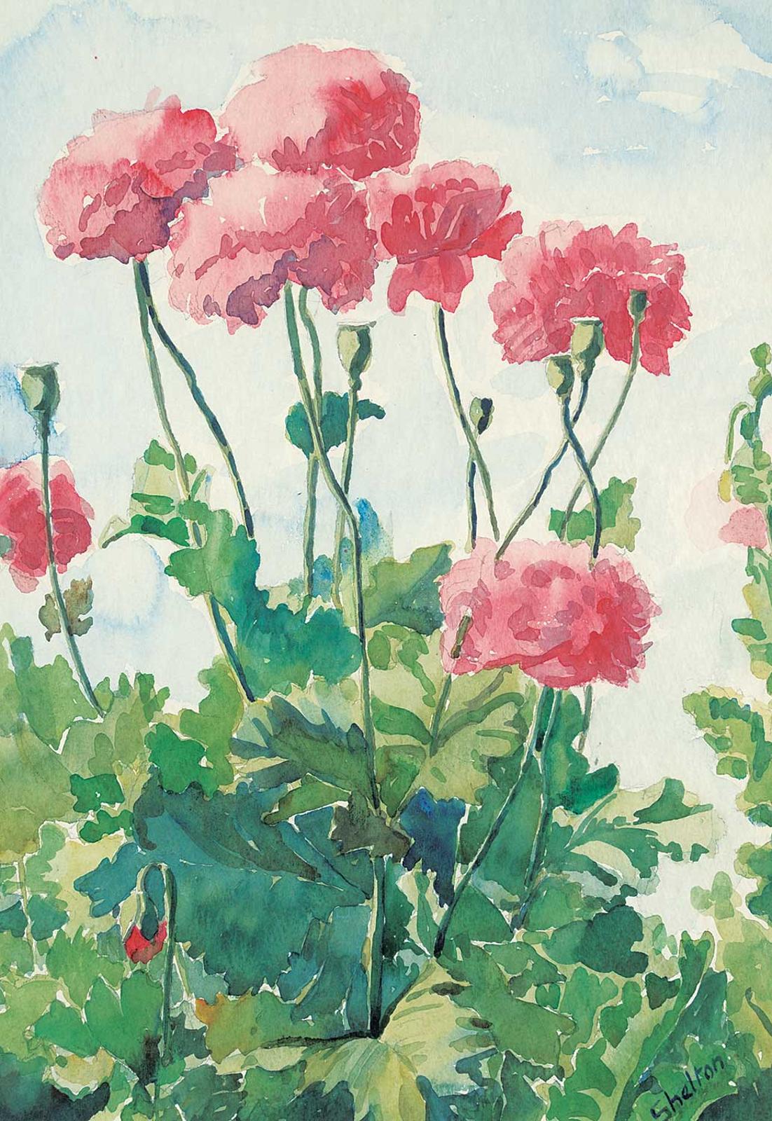 Margaret Dorothy Shelton (1915-1984) - Untitled - Red Poppies