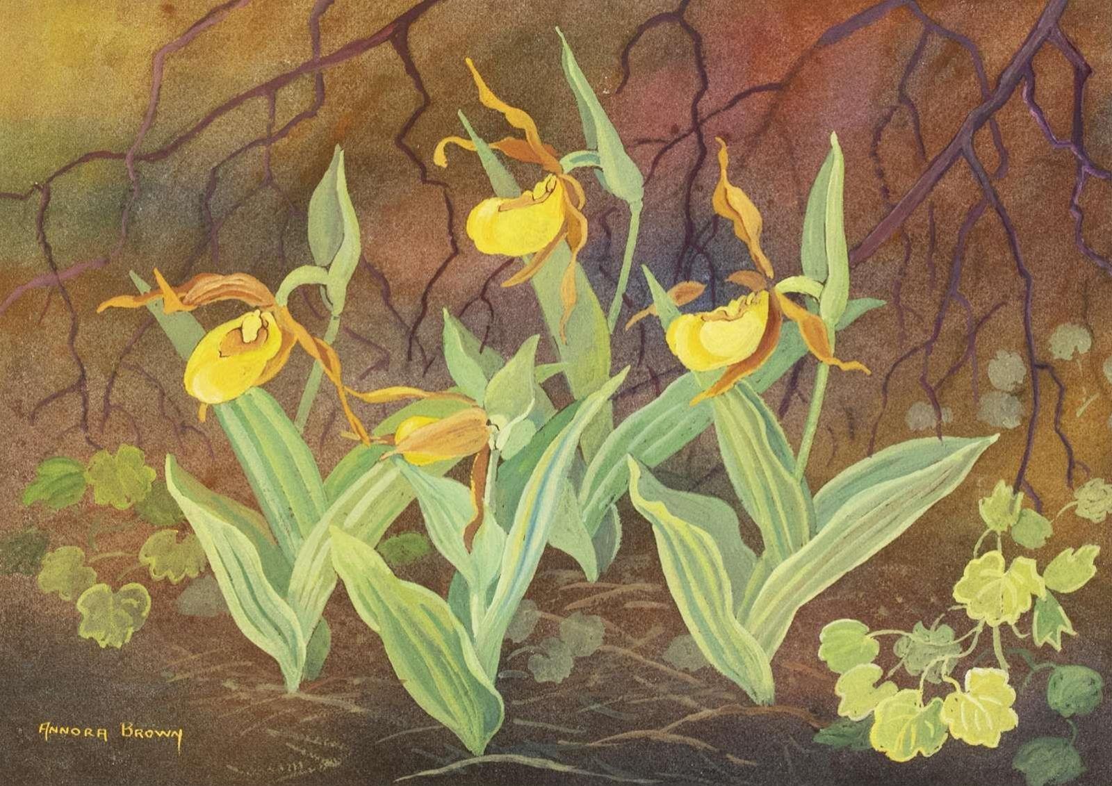 Annora Brown (1899-1987) - Yellow Ladys Slipper