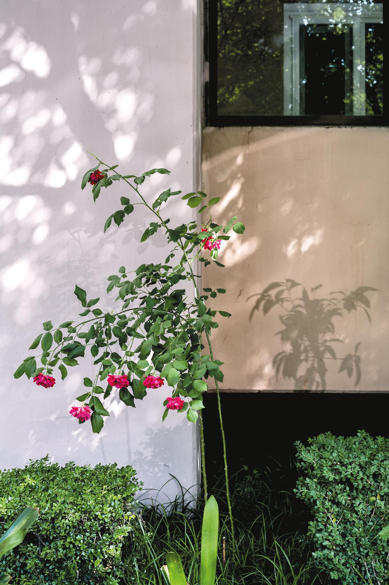 Jinyoung Kim - Apartment Garden, Roses, 2022