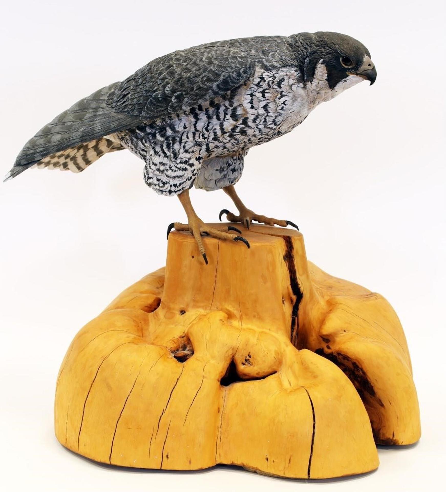 Deanna Bartholow - Peregrine Falcon