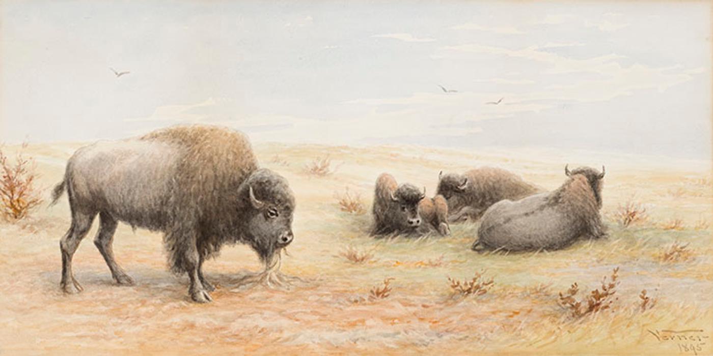 Frederick Arthur Verner (1836-1928) - Buffalo