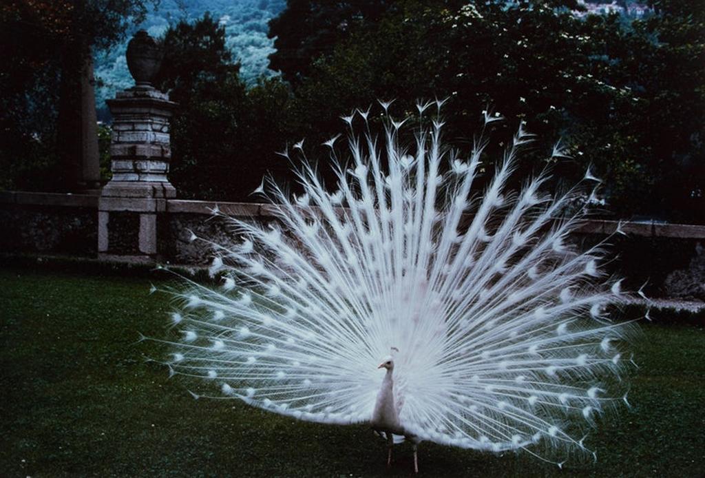 Jennifer Joan Dickson (1936) - Peacock Cacophony, Isola Bella