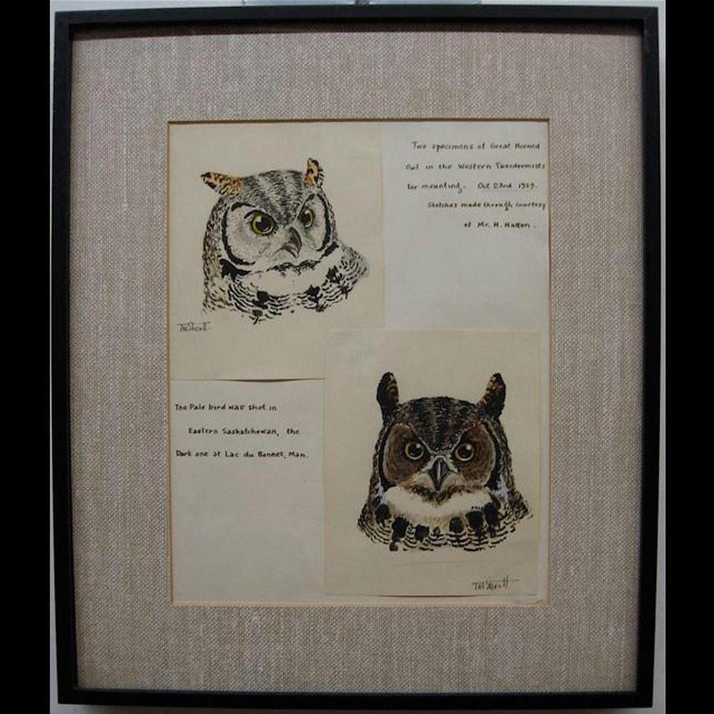 Terence Michael Shortt (1910-1986) - Great Horned Owl Studies