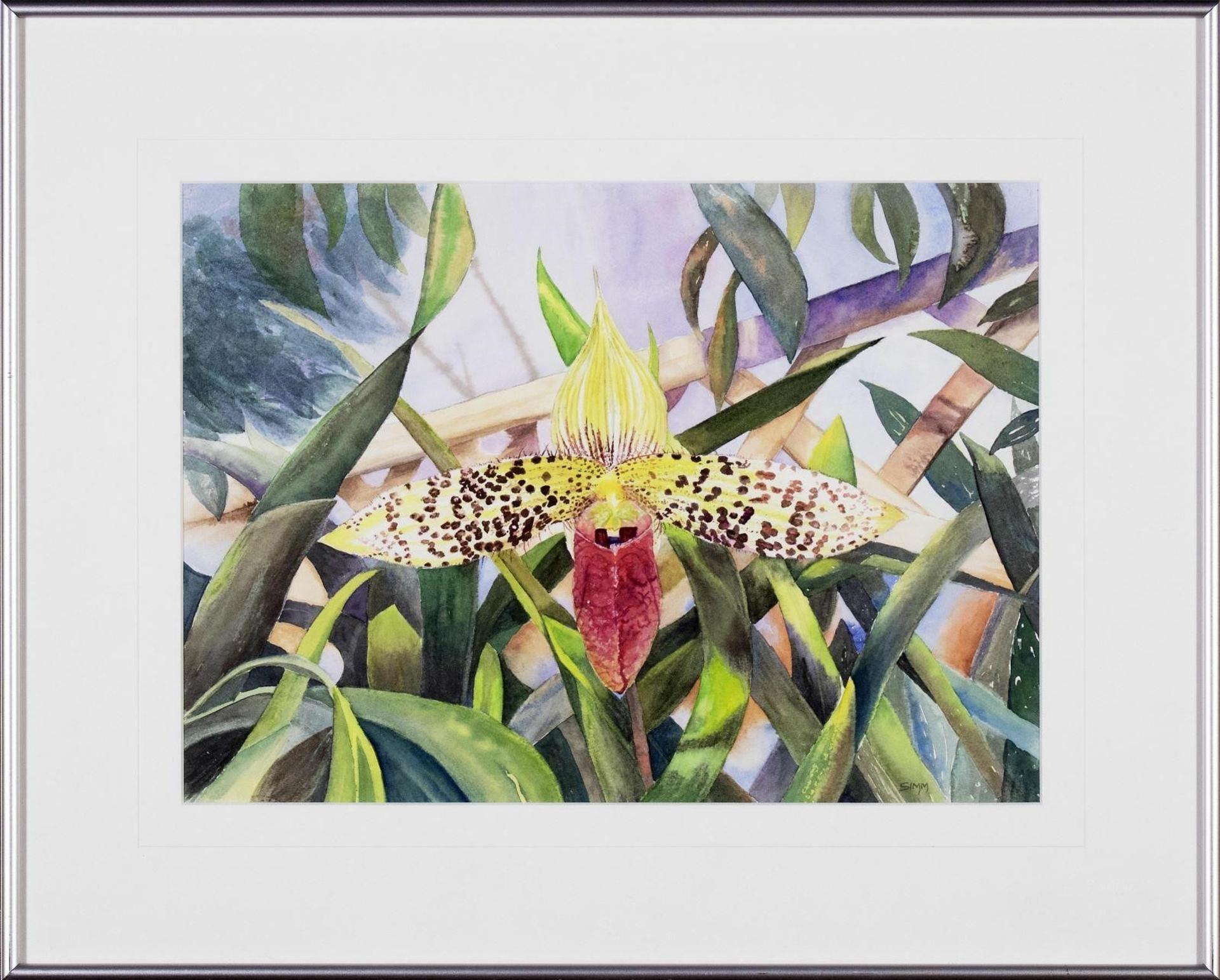 Yvette Simm (1937) - Ladyslipper Orchid