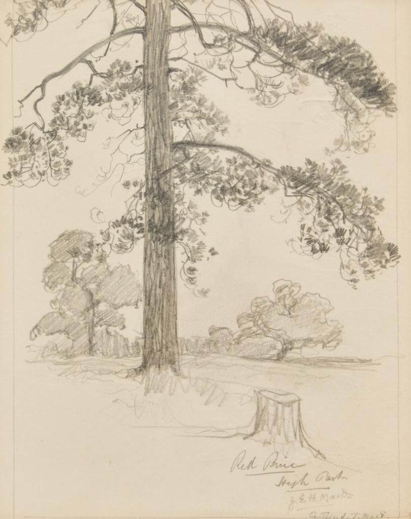 James Edward Hervey (J.E.H.) MacDonald (1873-1932) - Red Pine, High Park; Tree