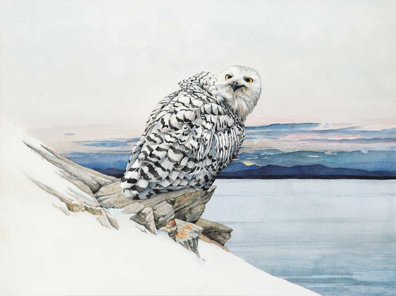 Peter Miehm - Snowy Owl