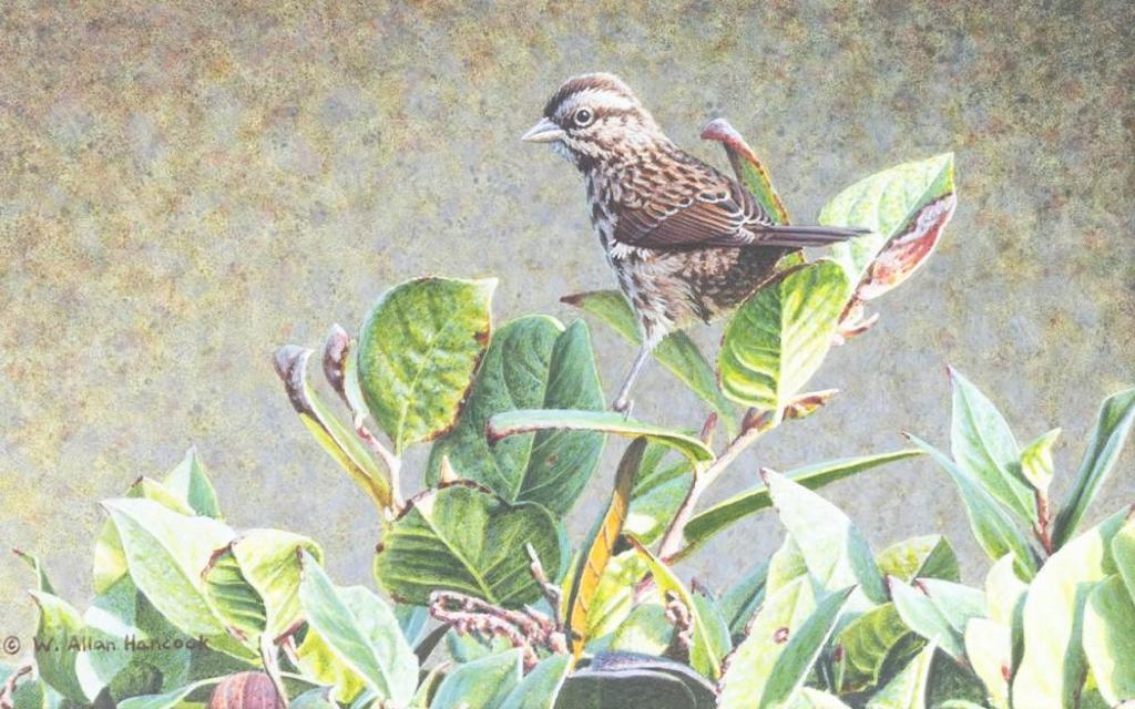 W. Allan Hancock - Steppin Out - Song Sparrow