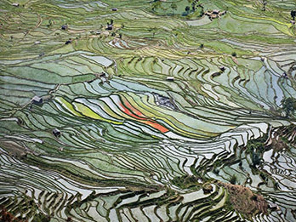 Edward Burtynsky (1955) - Rice Terraces #2, Western Yunnan Province, China, 2012