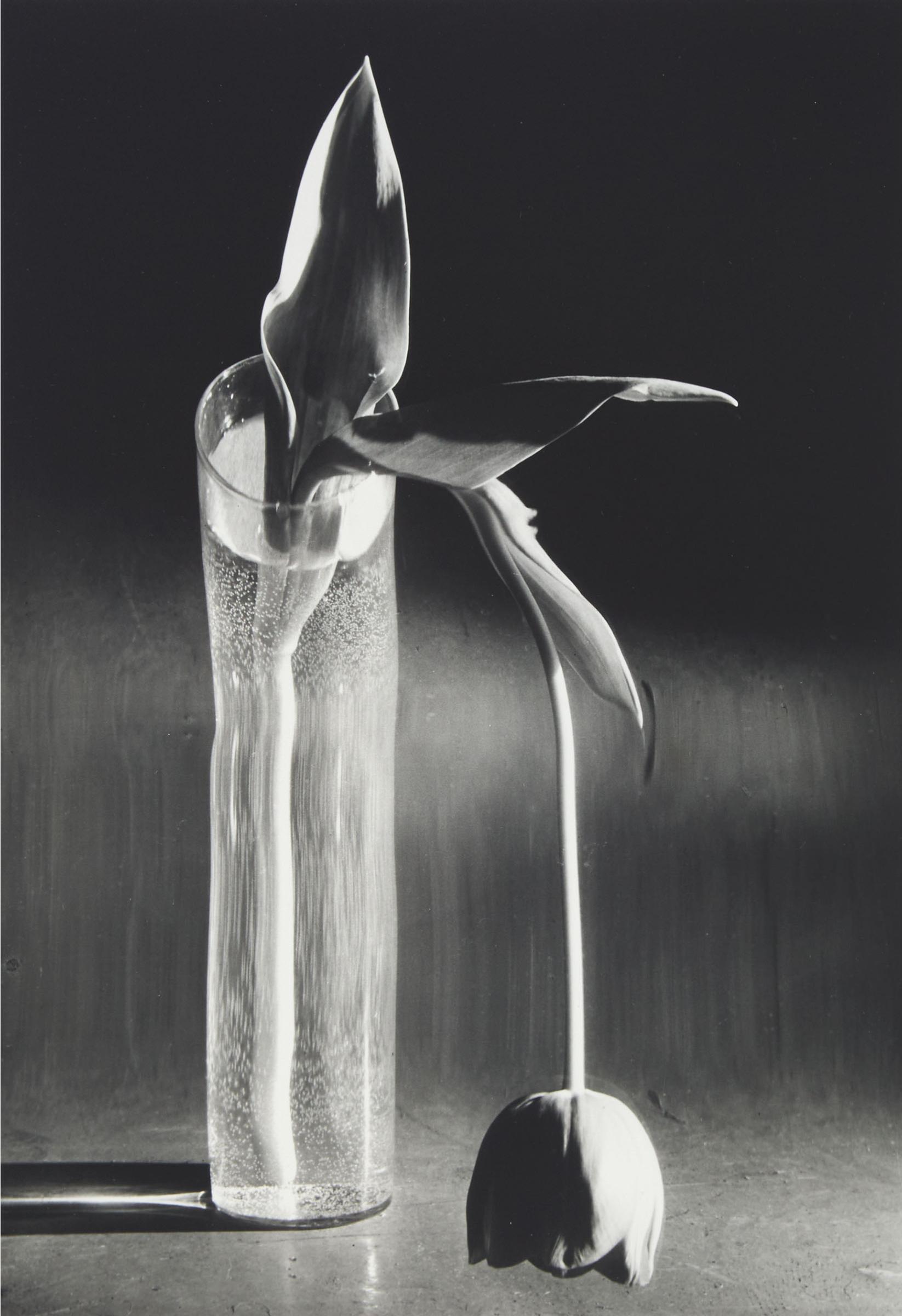 André Kertész (1894-1985) - Melancholic Tulip, 1939