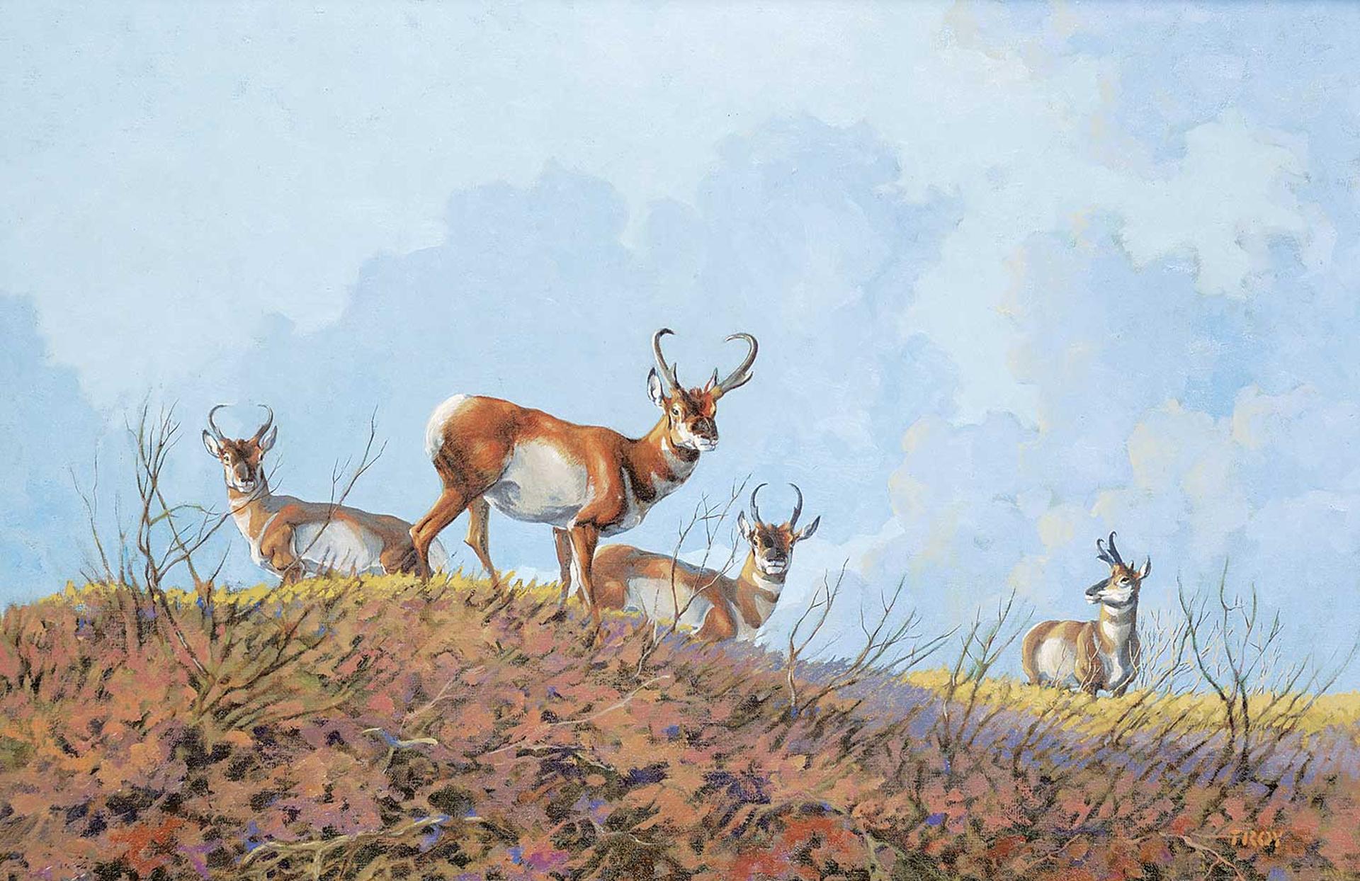 Tom Troy - Pronghorns Stag Party